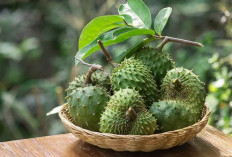 Suka Makan Buah Sirsak? Yuk,  Cek Manfaatnya untuk Kesehatan Tubuh 