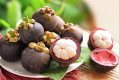 Konsumsi Buah Manggis Berlebihan Bikin Gangguan Pencernaan, Simak Efek Sampingnya Disini!