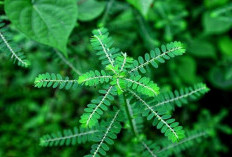 Bantu Jaga Kesehatan Tubuh, Ini Manfaat Konsumsi Daun Meniran Secara Rutin!
