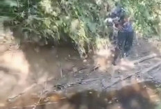 Air Menghitam dan Ikan Mati, Tambak Udang PT MTS Diduga Cemari Sungai Pering Seluma