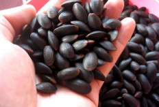 Dijadikan Sebagai Obat Tradisional Saat Cacingan, Ini Manfaat Utama Biji Kedawung Bagi Kesehatan 
