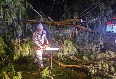 Diterpa Angin, Beberapa Pohon di Kota Bengkulu Tumbang, Pedagang Ikan Alami Luka-luka