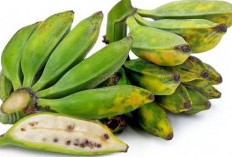 Pisang Batu Miliki Ragam Jenis dengan Karakteristiknya Masing-masing, Cek Disini!