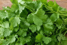 Kaya Nutrisi, Ini Manfaat Daun Ketumbar bagi Kesehatan Tubuh, Baik untuk Pencernaan