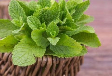 Bantu Lancarkan Pencernaan hingga Stabilkan Nafsu Makan, Ini Manfaat Daun Mint untuk Kesehatan 
