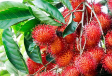 Manfaat Buah Rambutan untuk Kesehatan, Bisa Bantu Jaga Daya Tahan Tubuh