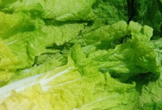 Ibu Hamil Bisa Konsumsi Sawi, Cek Manfaat untuk Kesehatan di Sini, Dapat Mendukung Tumbuh Kembang Janin
