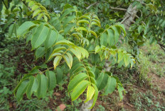 Digunakan Sebagai Obat Herbal, Ini Manfaat Daun Kedondong Bagi Kesehatan Anda!