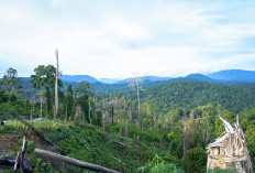 Menhut Raja Juli Antoni Perkuat Konservasi Gajah di TWA Seblat
