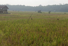 Musim Kemarau, Sawah Tadah Hujan di Karang Dapo Kekeringan dan Petani Terpaksa Beli Beras