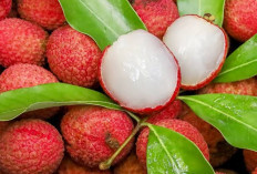Kaya Kandungan Vitamin, Cek Disini Manfaat Buah Leci untuk Dunia Kecantikan 