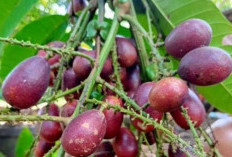 Tak Baik untuk Tubuh, Inilah Efek Samping dari Mengonsumsi Buah Matoa Secara Berlebihan