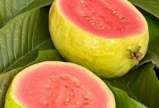 Cek di Sini! Buah yang Punya Kandungan Vitamin C Tinggi, Enak Dimakan Setiap Hari
