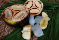 Inilah Manfaat Rutin Konsumsi Buah Lontar, Salah Satunya Ampuh Atasi Diabetes 