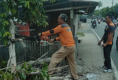 Respons Cepat Laporan Warga, BPBD Bersihkan Material Pohon Tumbang di SMAN 5 Bengkulu Selatan