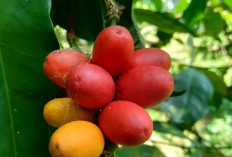 Dijadikan Sebagai Sumber Protein, Ini Manfaat Tak Terduga Melinjo untuk Tubuh