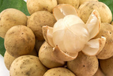 Cek Manfaat Buah Duku untuk Kesehatan, Kaya Vitamin dan Baik bagi Pencernaan