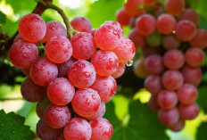 Perlu Tahu, Efek Samping Konsumsi Buah Anggur bagi Kesehatan, Hati-hati Berlebihan