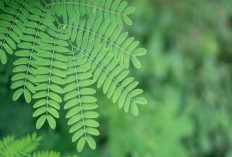 Taukah Kamu? Ada 6 Kelompok Orang yang Pantang Konsumsi Daun Meniran, Siapa Saja?