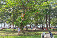 Tingkatkan Kenyamanan Wisatawan, Pemkot Bengkulu Anggarkan 1 Miliar Bangun 100 Unit Gazebo