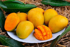 9 Manfaat Buah Mangga untuk Kesehatan Tubuh, Baik untuk Turunkan Resiko Kanker
