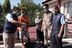 Pemusnahan Barang Bukti, Ditresnarkoba Polda Bengkulu Bakar Ganja Hasil Tangkapan di Kepahiang