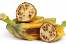 Cek Disini! Ragam Jenis Pisang Batu, Salah Satunya Pisang Batu Hibrida 
