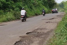 Truk Batu Bara Over Tonase Masih Marak, Pemprov Bengkulu Mulai Lakukan Pendataan dan Penertiban