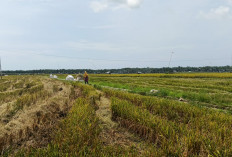 Lahan Masih Kurang Subur, Program CSR 53 Hektare di Seluma Belum Optimal