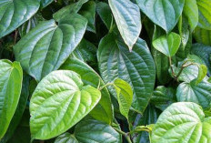 Perlu Tahu! Manfaat Daun Sirih bagi Kesehatan, Bahan Herbal yang Menyehatkan