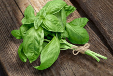 Adakah Manfaat Daun Basil untuk Kesehatan Ibu Hamil? Cek Jawabannya Disini!