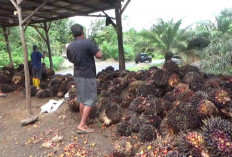 Kebijakan Ekspor Satu Pintu BUMN Mulai Berdampak, Harga Sawit Bengkulu Jatuh di Bawah Rp2.000