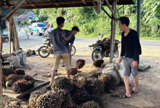 Petani Enggan Memanen Buah, Toke Sawit di Seluma Terancam Bangkrut