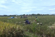 Baru Disetujui 2.200 Hektare, Inilah 4 Kabupaten di Bengkulu yang Dapat Program Optimalisasi Lahan