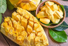 Ini Daftar Kelompok Orang yang Pantang Makan Buah Nangka, Salah Satunya Penderita Alergi