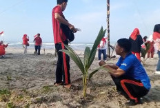 Program Bantuan Batang Kelapa di Bengkulu Mulai Berproses, Enggano Jadi Prioritas 2026