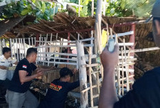 Kembali Tertibkan Pondok Pantai Panjang, Pemkot Bengkulu Siapkan Gazebo Gratis bagi Wisatawan