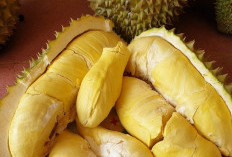 Perlu Tahu, 7 Efek Samping Buah Durian bagi Kesehatan, Berlebihan Bisa Sebabkan Gangguan Pencernaan