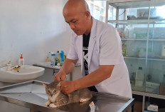 Pemprov Bengkulu Siapkan 1.000 Dosis Vaksin Rabies Gratis untuk Hewan Peliharaan
