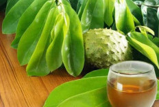 Dapat Meredakan Peradangan, Ini 7 Manfaat Rebusan Daun Sirsak bagi Kesehatan
