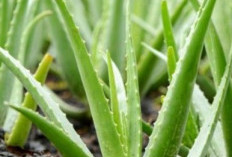 Mudah Ditemukan, Bahan Alami yang Bagus untuk Kulit Berminyak, Bisa Dicoba di Rumah