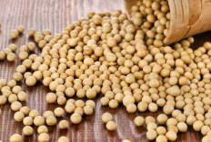 Wow, Kacang Kedelai Tawarkan 7 Manfaat Istimewa untuk Ibu Hamil, Cek!