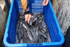 DKP Kota Bengkulu Sediakan Lele Murah di BBI Kampung Melayu Hanya Rp21 Ribu per Kg