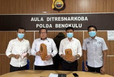 Bawa 2 Kg Ganja dalam Plastik Hitam, Pria Warga Penurunan Diringkus Polda Bengkulu