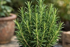 Manfaat Rosemary untuk Kesehatan, Salah Satunya Mendukung Fungsi Otak