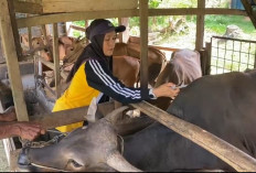 Jelang Iduladha, Pemkot Bengkulu Suntikkan Ratusan Dosis Vaksin ke Hewan Ternak