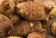 Ini Manfaat Konsumsi Kimpul untuk Kesehatan, Umbi Lokal Kaya Serat dan Nutrisi
