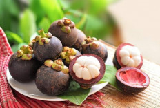 Tinggi Protein, Ini Manfaat Buah Manggis Bagi Kesehatan Tubuh Anda!