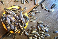 Ada dari Biji Bunga Matahari hingga Biji Kedelai, Ini Jenis-jenis Kuaci yang Wajib Diketahui!