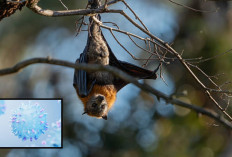 Virus Nipah Mengancam, Ini 7 Tips Lindungi Diri dari Infeksi Menurut Kemenkes RI